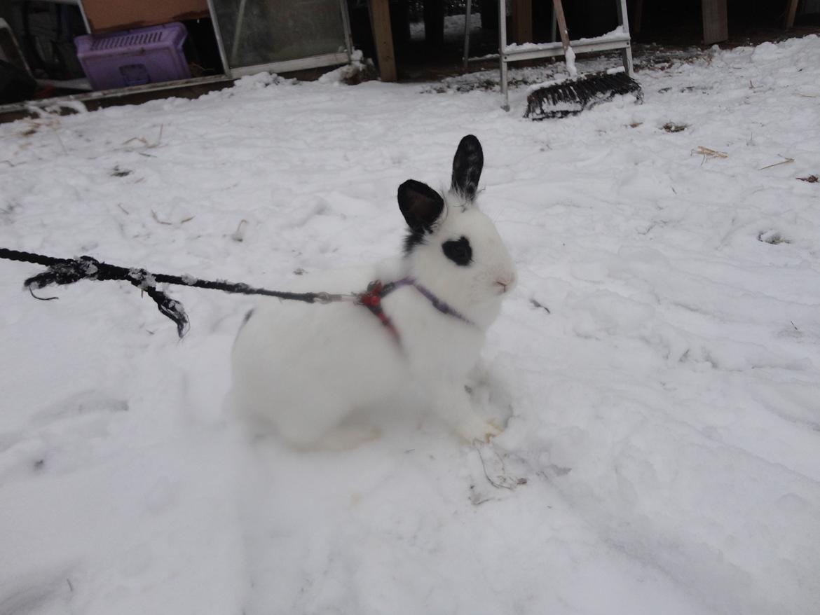 Kanin Stald Spirs Malikhi De Halikhia billede 14