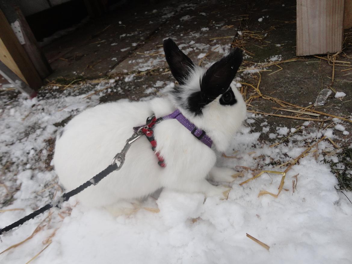 Kanin Stald Spirs Malikhi De Halikhia billede 8