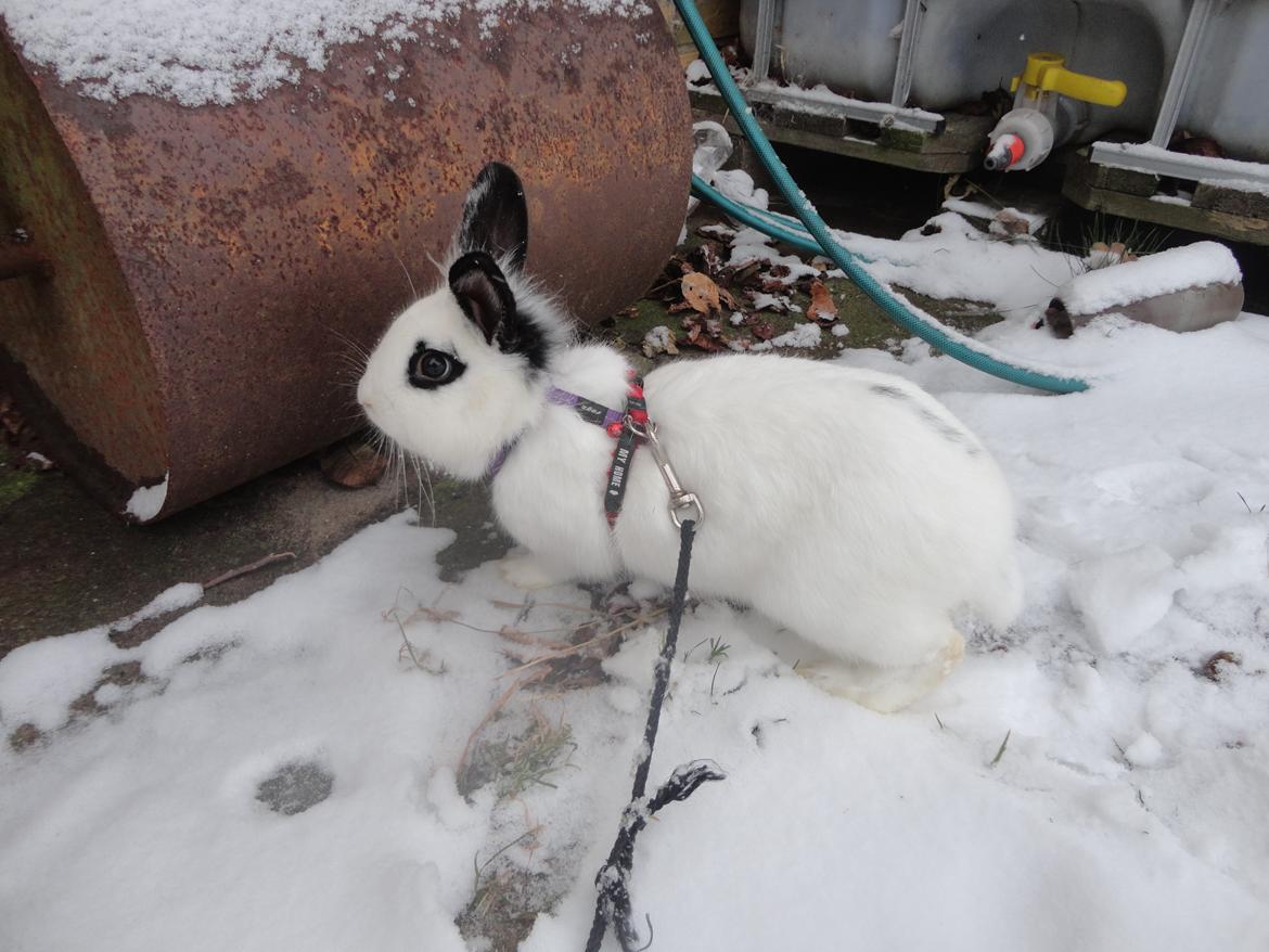 Kanin Stald Spirs Malikhi De Halikhia billede 16