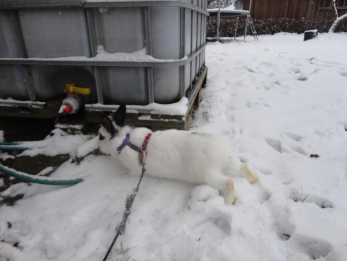 Kanin Stald Spirs Malikhi De Halikhia billede 4