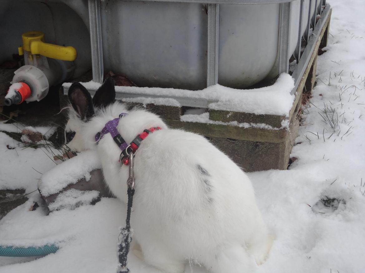 Kanin Stald Spirs Malikhi De Halikhia billede 12