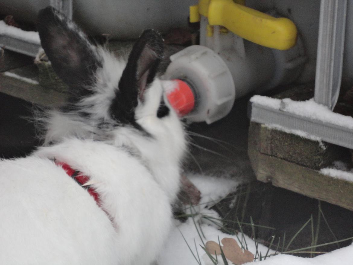 Kanin Stald Spirs Malikhi De Halikhia billede 10