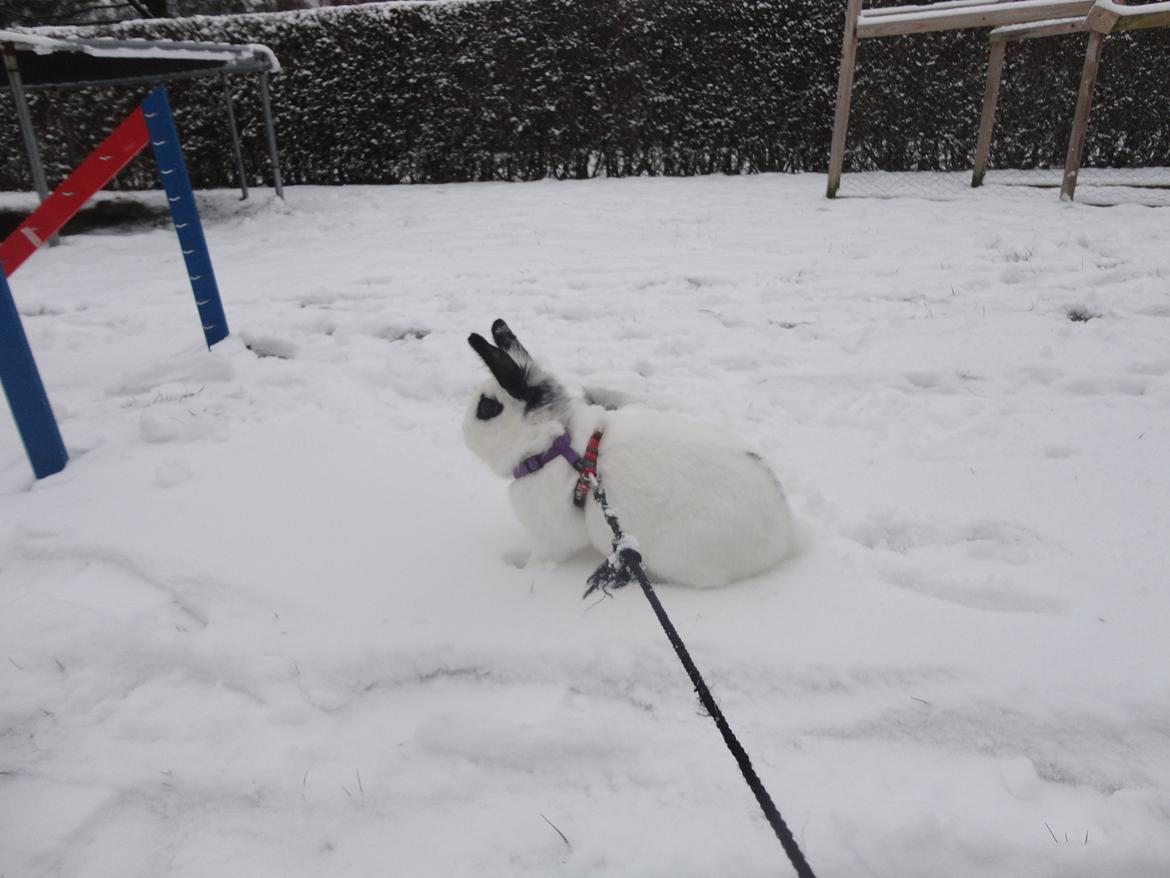 Kanin Stald Spirs Malikhi De Halikhia billede 17