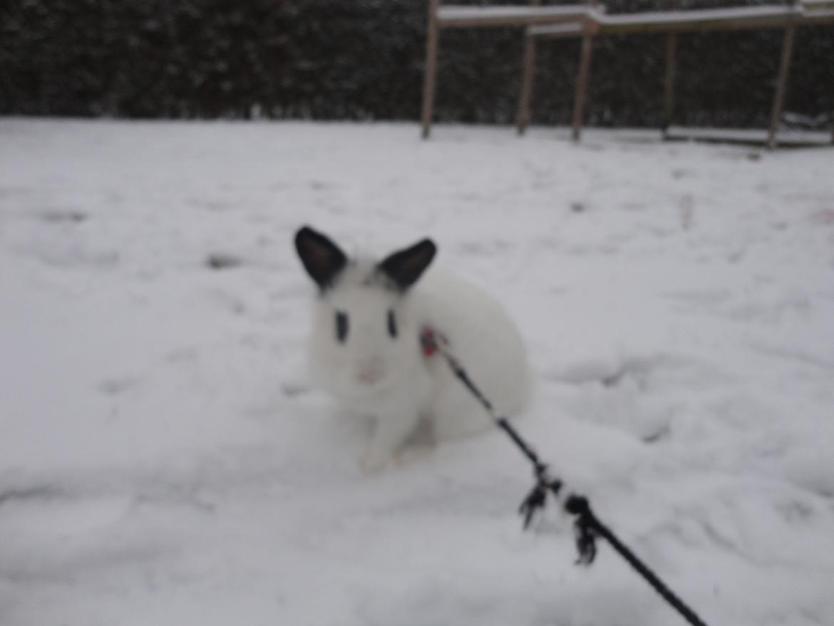 Kanin Stald Spirs Malikhi De Halikhia billede 18