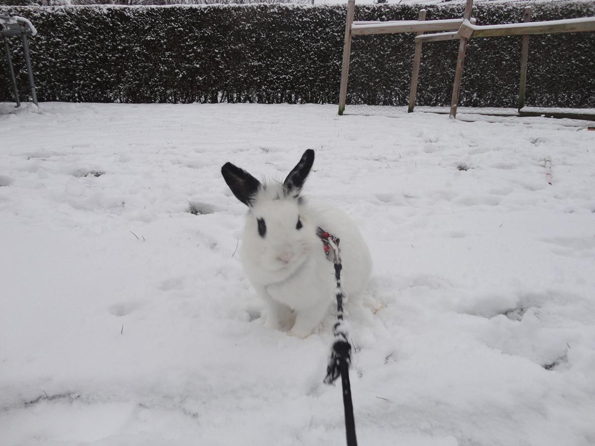Kanin Stald Spirs Malikhi De Halikhia - Første gang i sneen :p billede 19
