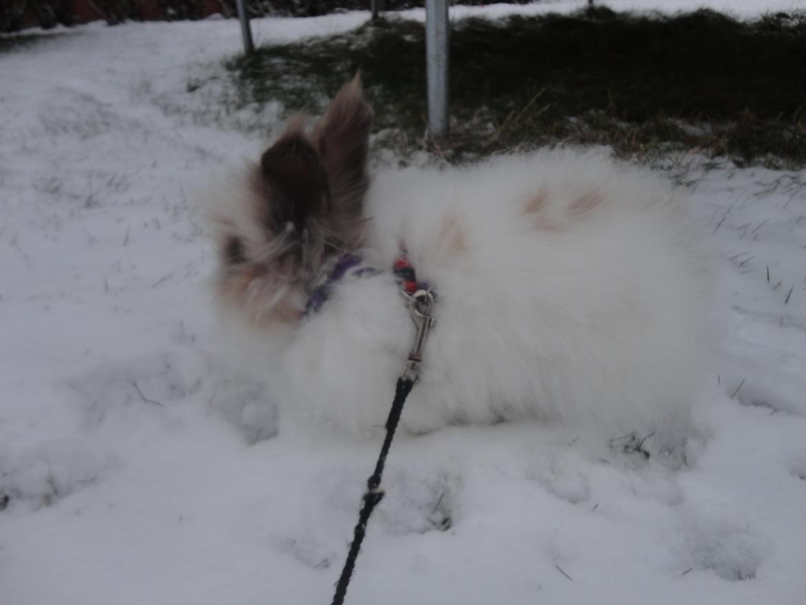 Kanin Stald Primas Prins Messi billede 6