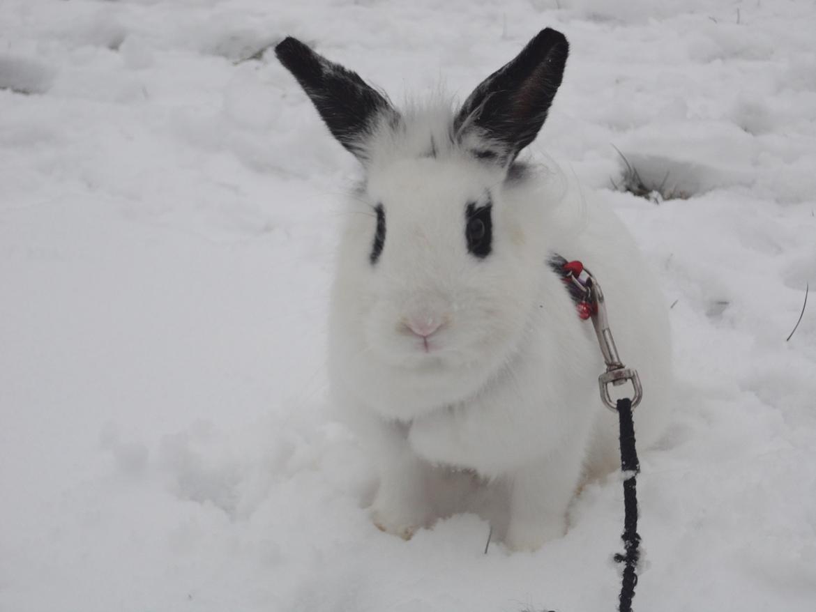 Kanin Stald Spirs Malikhi De Halikhia - Velkommen til Malikhis profil ;) billede 1