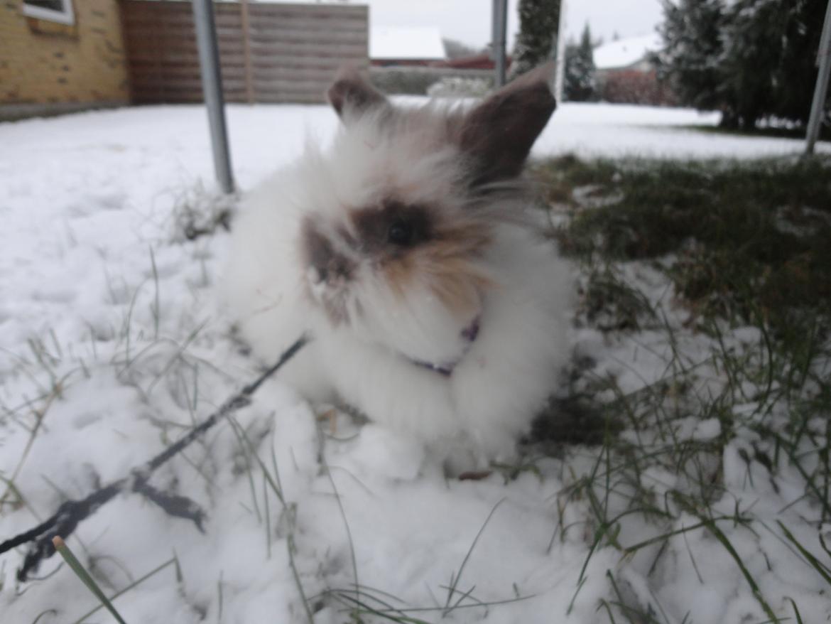 Kanin Stald Primas Prins Messi - En tur i sneen d. 29 - 01 - 2012 :') billede 10