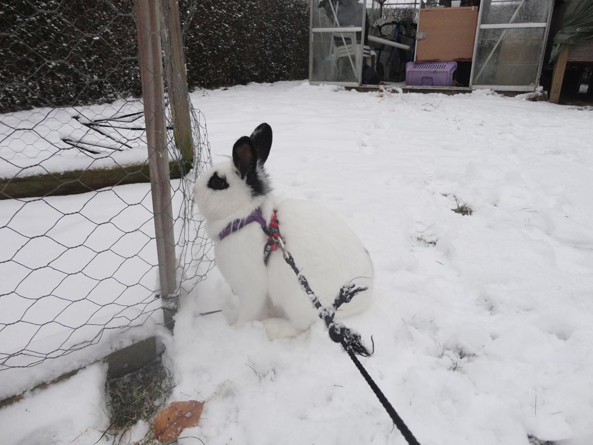 Kanin Stald Spirs Malikhi De Halikhia billede 3