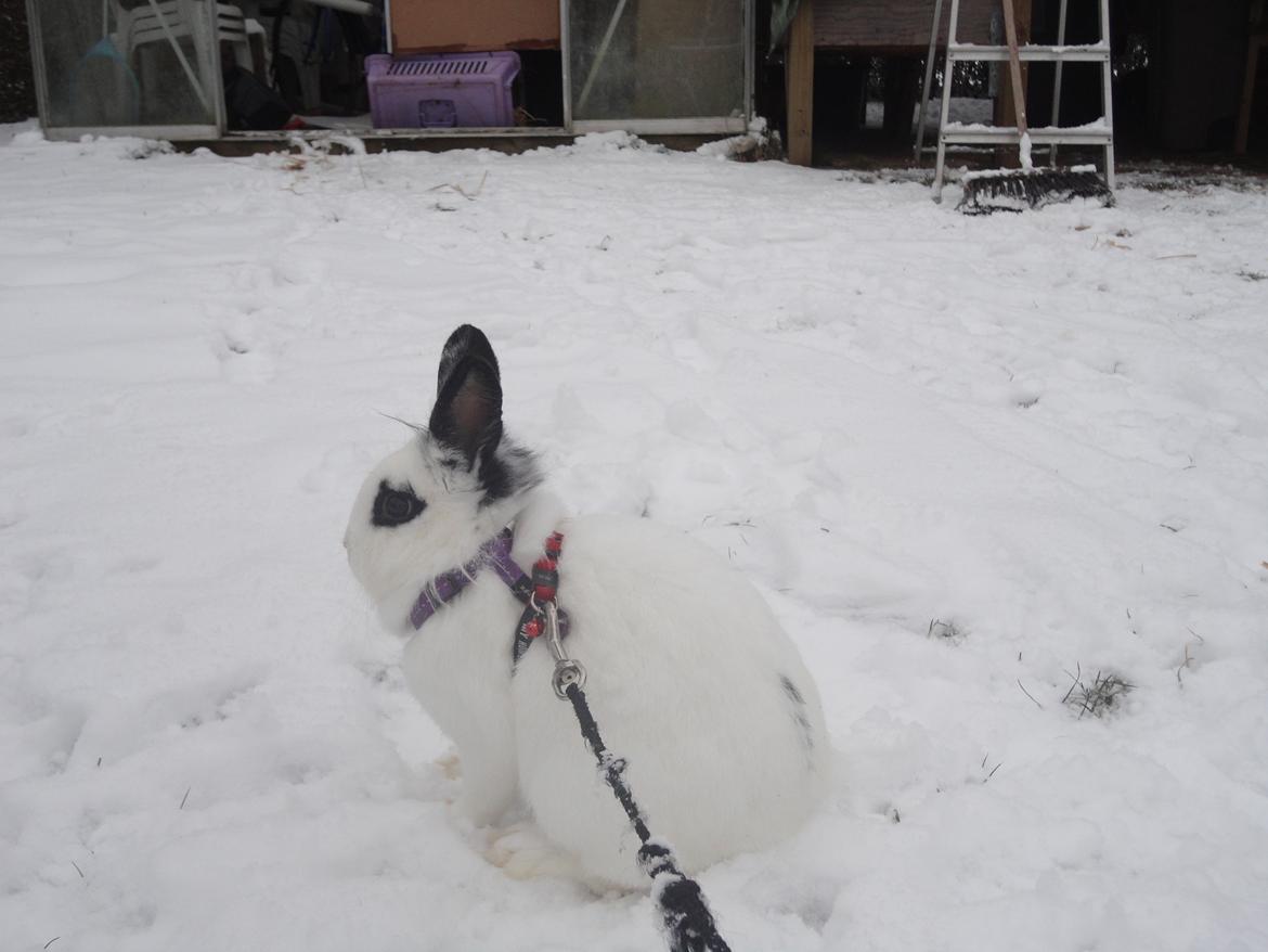 Kanin Stald Spirs Malikhi De Halikhia billede 6