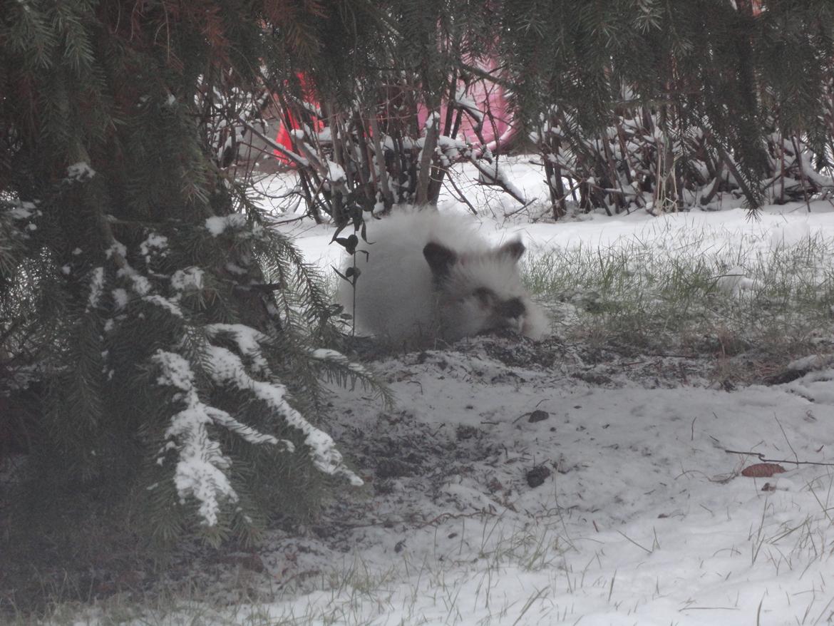 Kanin Stald Primas Prins Messi billede 14