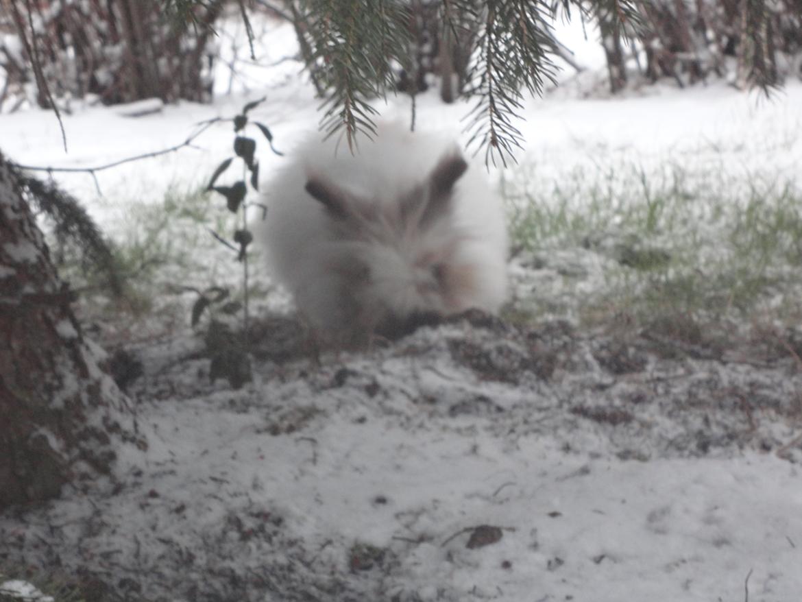 Kanin Stald Primas Prins Messi billede 15