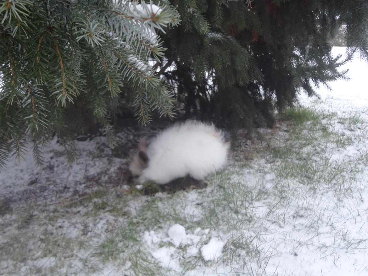 Kanin Stald Primas Prins Messi billede 16