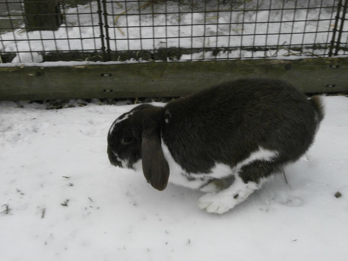 Kanin Tillas Zeus billede 19