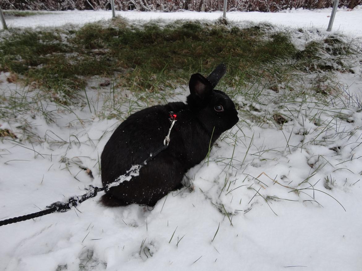 Kanin Stald Spir's Paradise Surprise billede 11