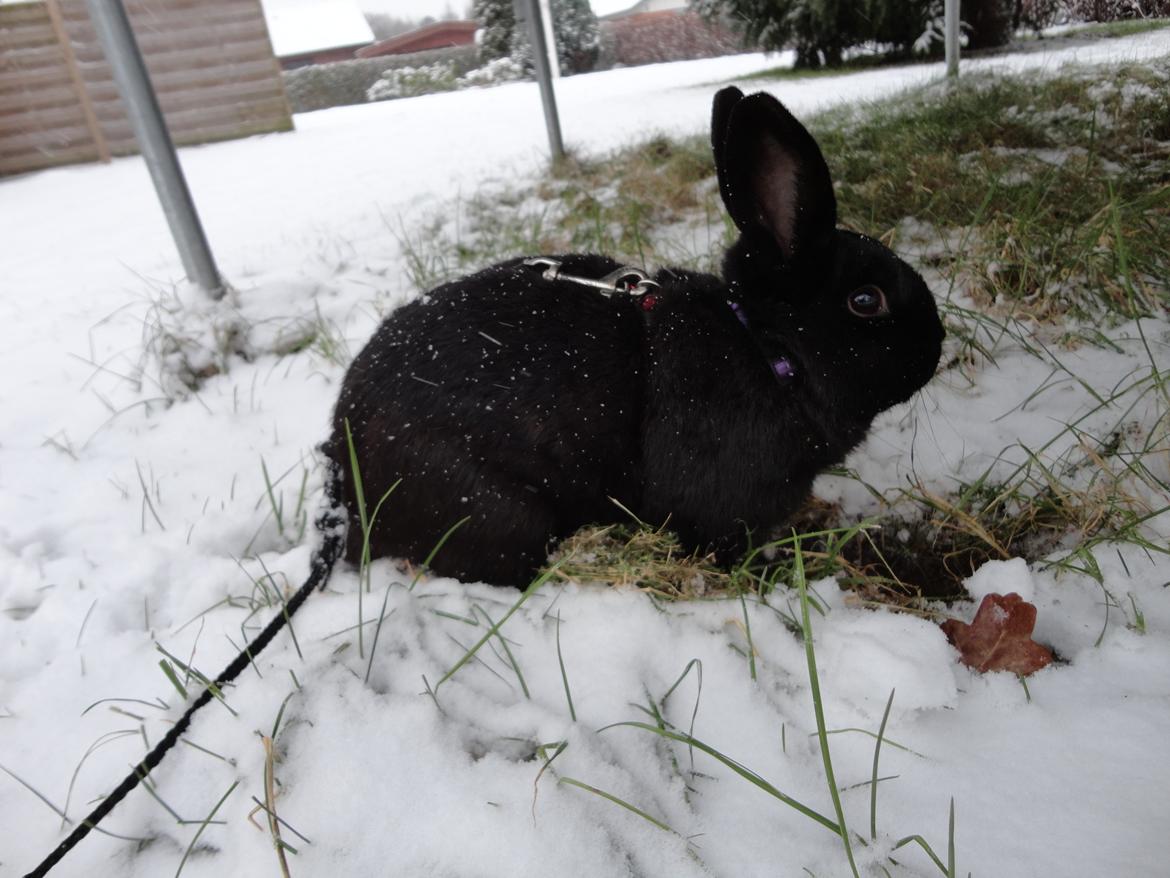 Kanin Stald Spir's Paradise Surprise billede 15