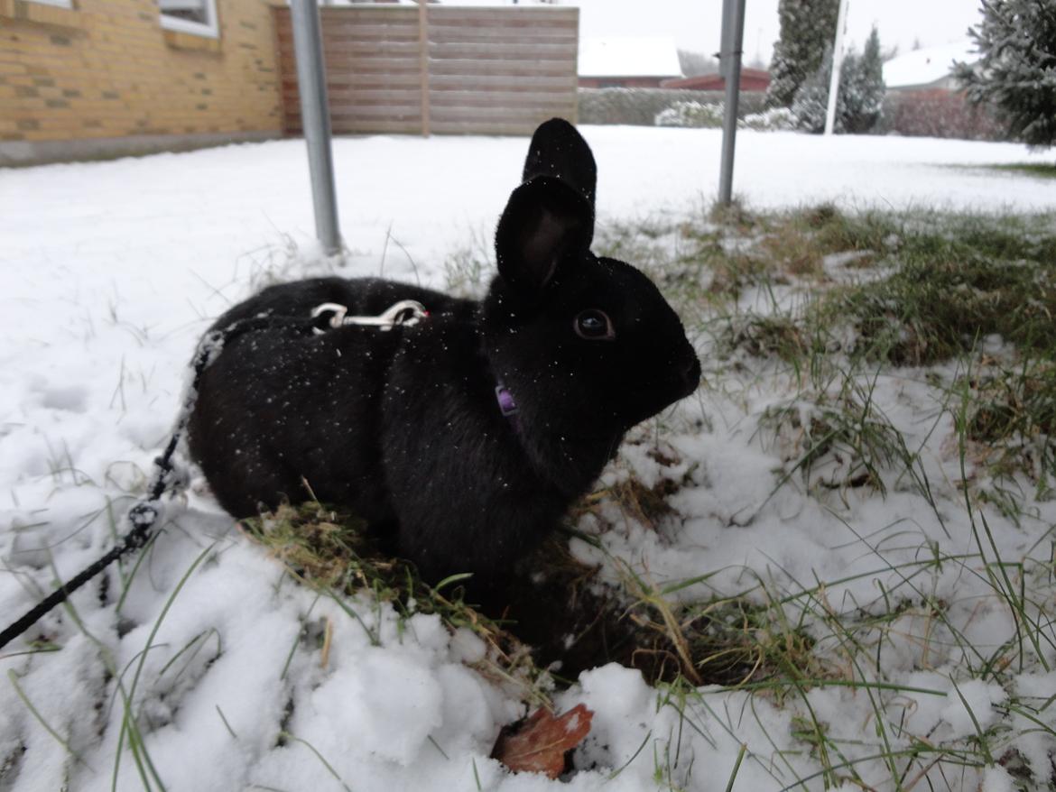 Kanin Stald Spir's Paradise Surprise - Mit ét&alt ude i sneen <3 billede 5
