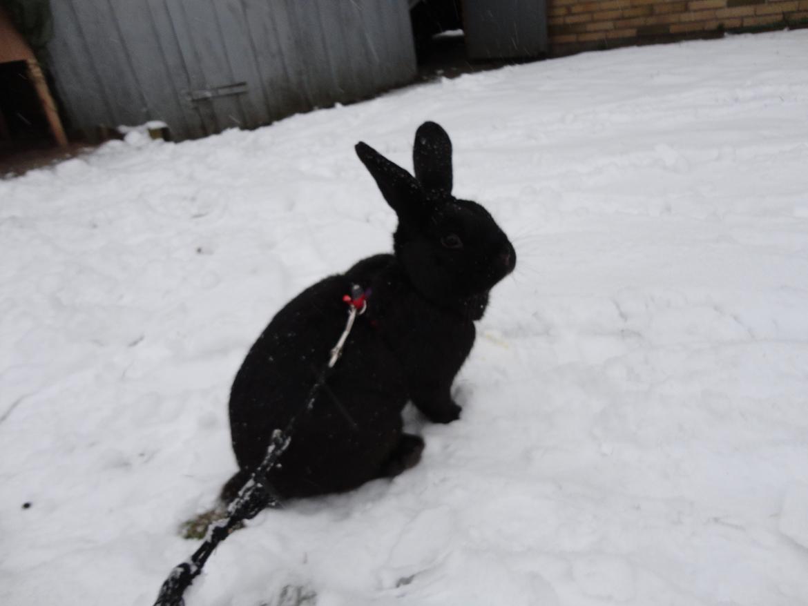 Kanin Stald Spir's Paradise Surprise - Min billedskønne dreng.. :') Jeg elsker jeg så utrolig højt.. <3 billede 7