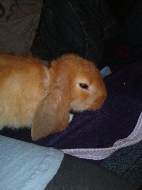 Kanin Berta billede 1