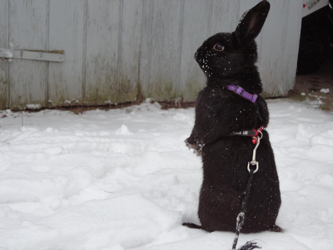 Kanin Stald Spir's Paradise Surprise billede 2