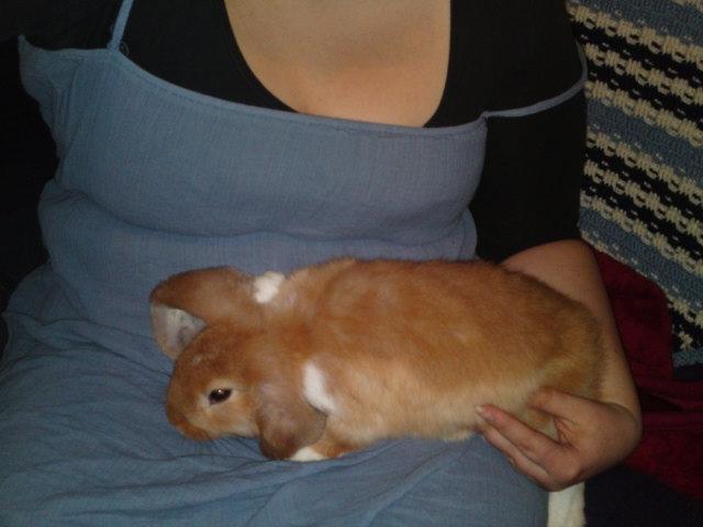 Kanin Berta billede 3