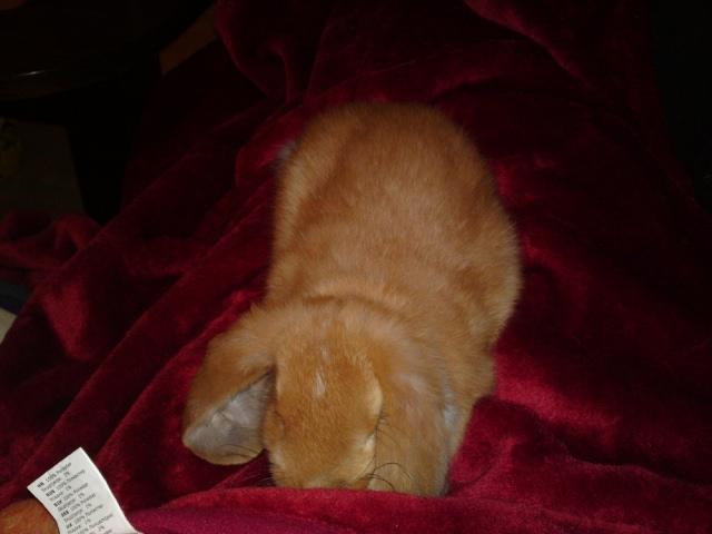 Kanin Berta billede 4