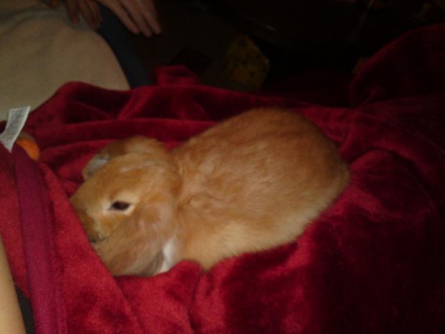 Kanin Berta billede 5