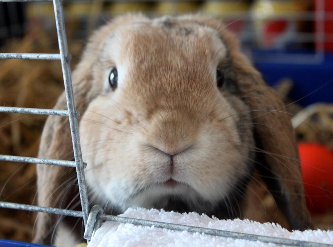 Kanin | BamseLamse billede 6