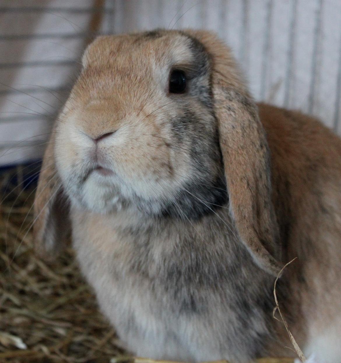 Kanin | BamseLamse billede 8