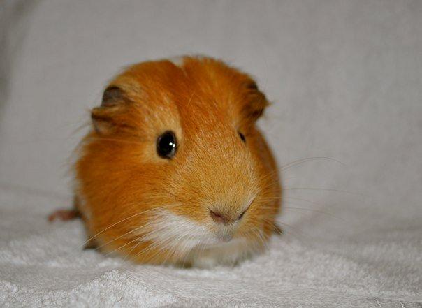 Marsvin Koko [Himmelgnaver] billede 1