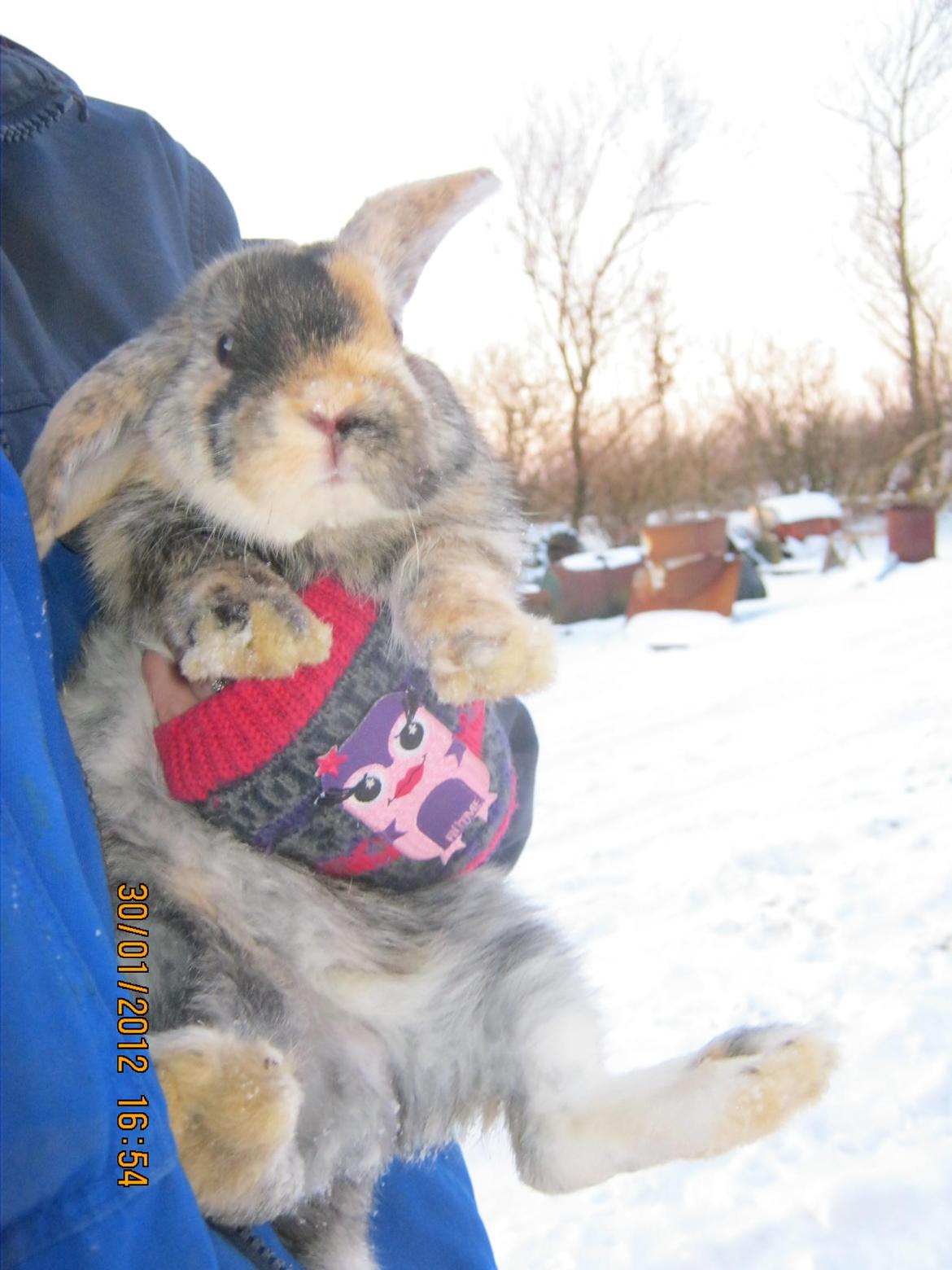 Kanin Ebber! (Ebsi) - Prinsen ude den 30-01-2012 billede 7