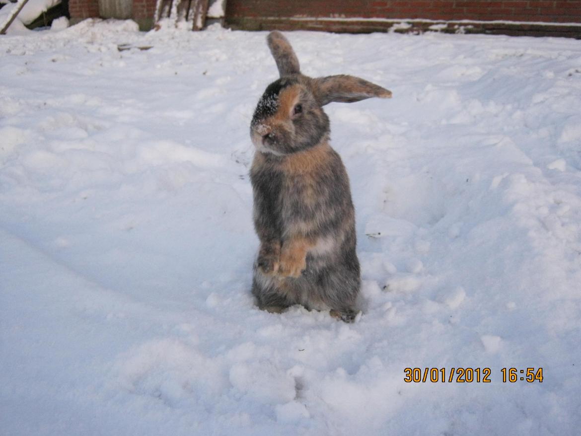 Kanin Ebber! (Ebsi) - SMuuuk billede 8