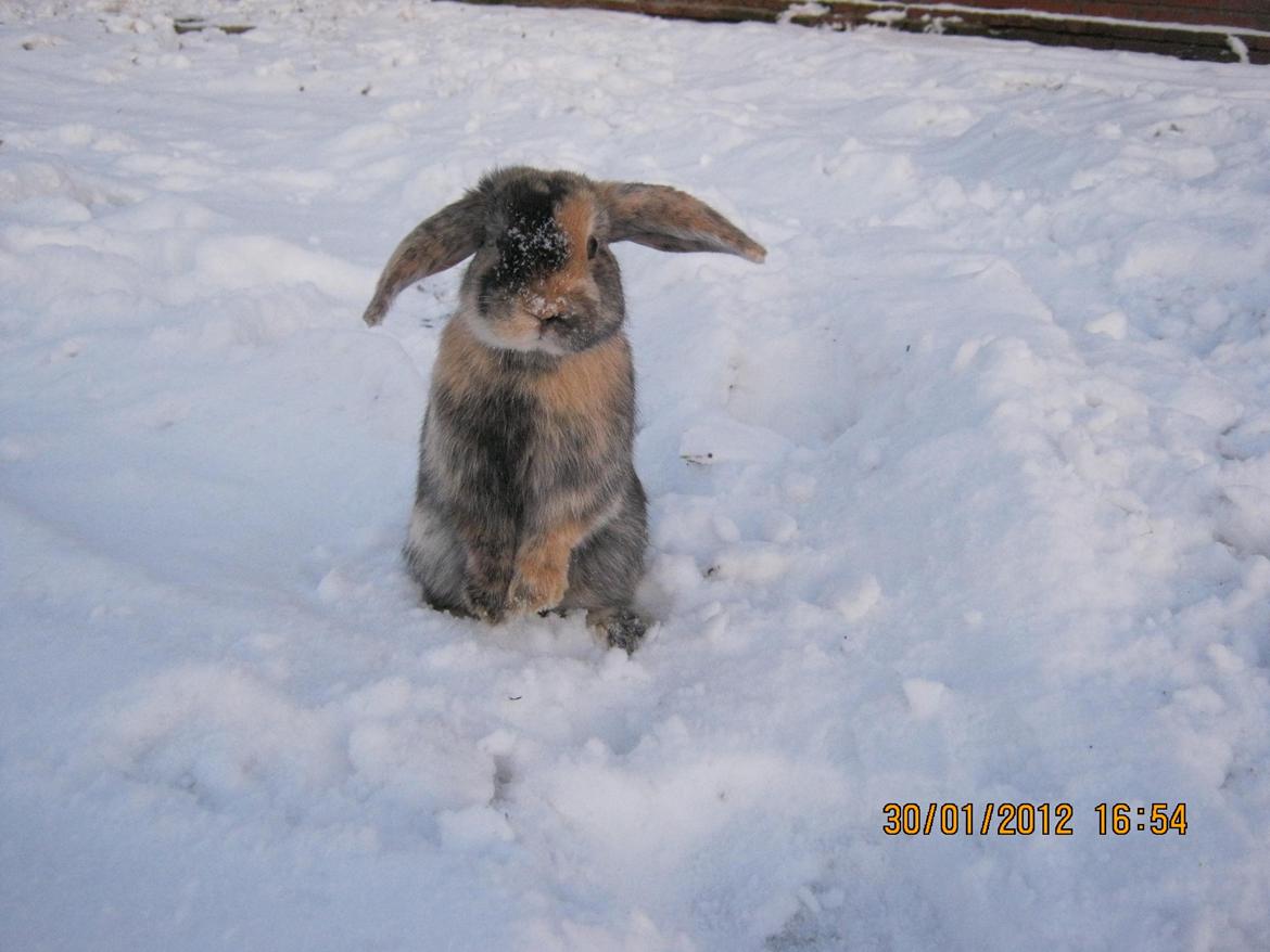 Kanin Ebber! (Ebsi) - 
Smukke dreng!  billede 2