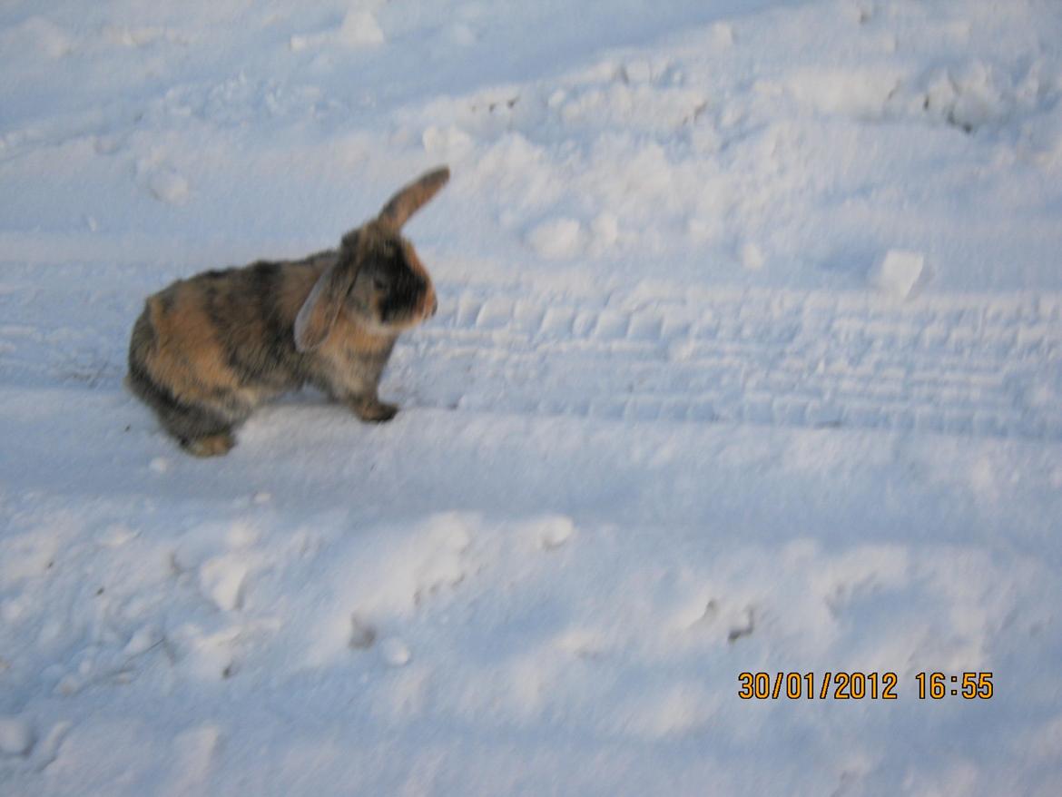 Kanin Ebber! (Ebsi) - Sidder lige og ser smuk ud Ö billede 9