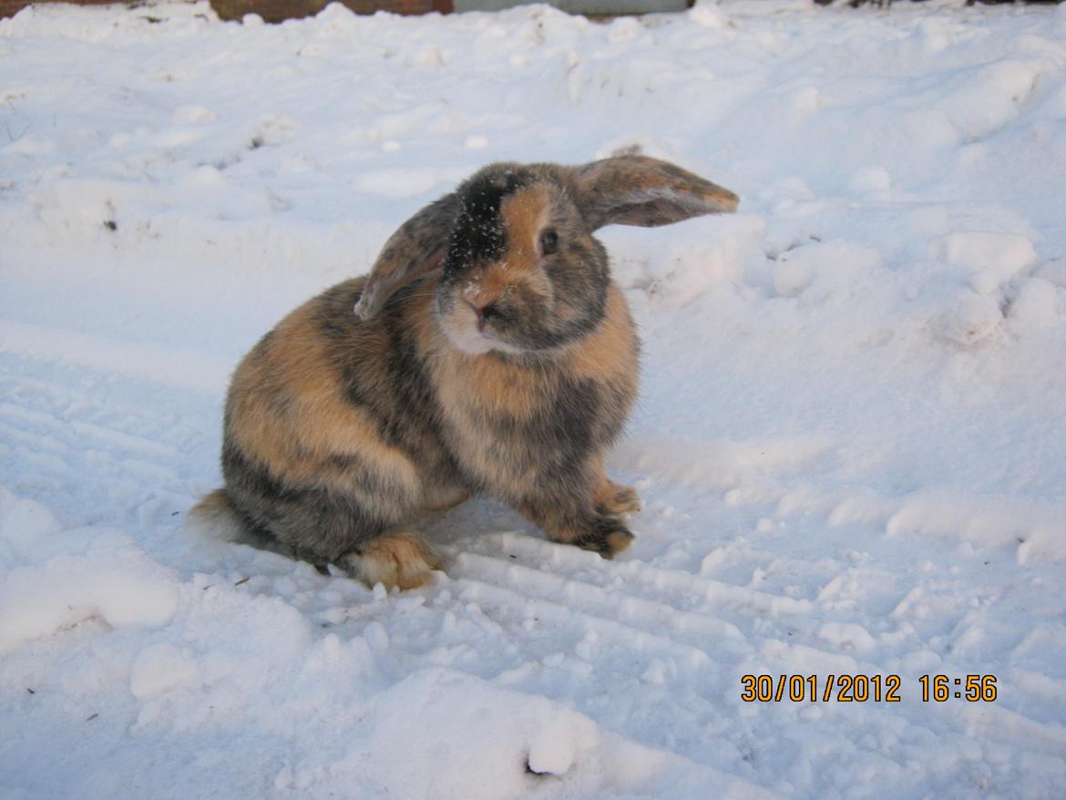 Kanin Ebber! (Ebsi) - Im so sexy! :D billede 3