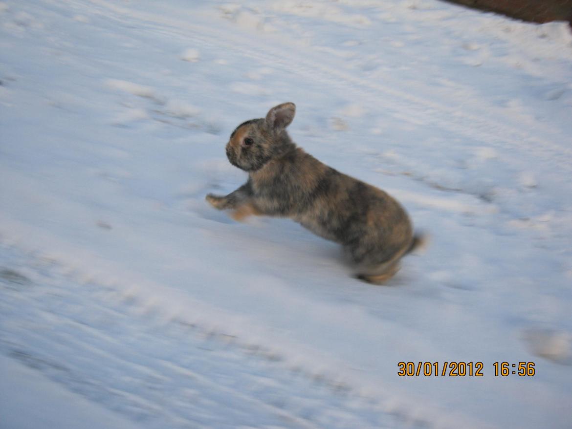 Kanin Ebber! (Ebsi) - Se lige væk fra den dårlige kvalitet! HAN løøøber! :D billede 13