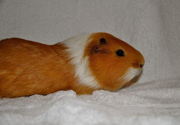 Marsvin Koko [Himmelgnaver] billede 2