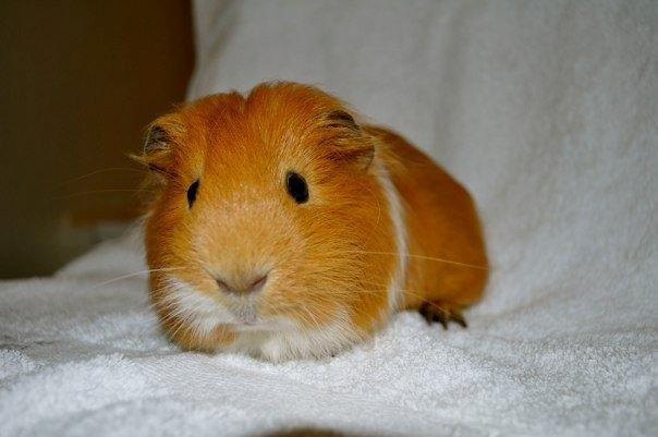 Marsvin Koko [Himmelgnaver] billede 3