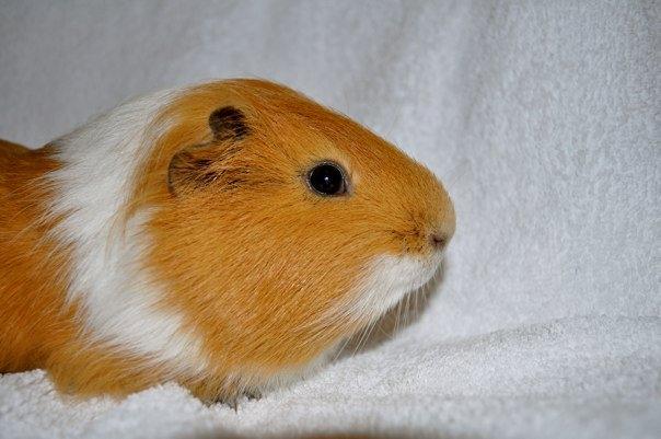 Marsvin Koko [Himmelgnaver] billede 4