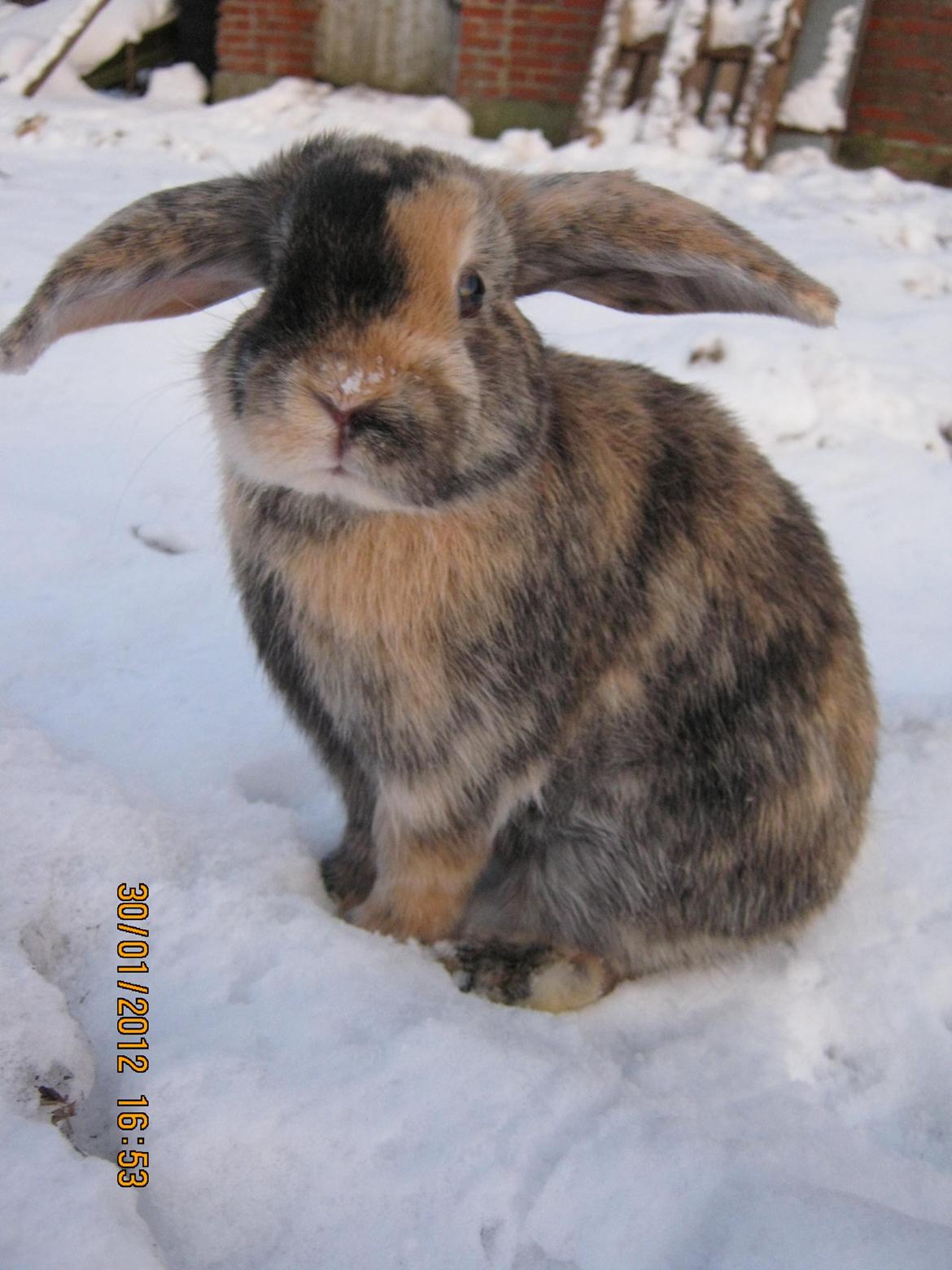 Kanin Ebber! (Ebsi) - Velkommen!  billede 1