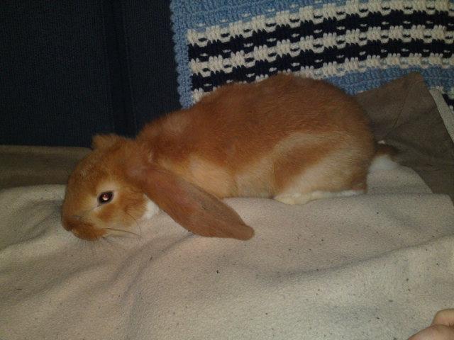 Kanin Berta billede 6