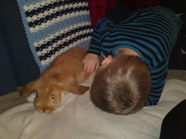 Kanin Berta billede 7