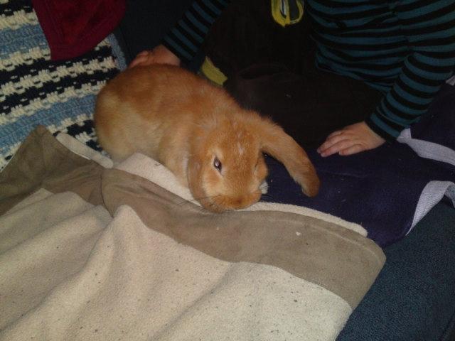 Kanin Berta billede 8