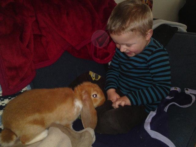 Kanin Berta billede 9