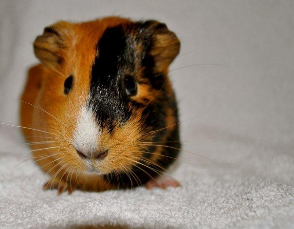 Marsvin Sjoko [Himmelgnaver] billede 1