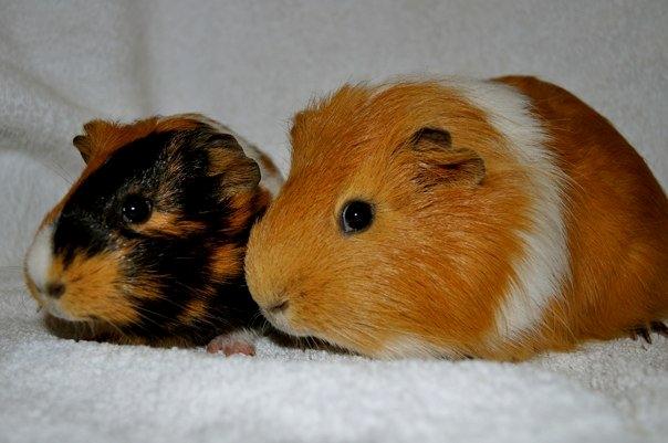 Marsvin Sjoko [Himmelgnaver] billede 2