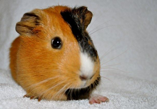 Marsvin Sjoko [Himmelgnaver] billede 3