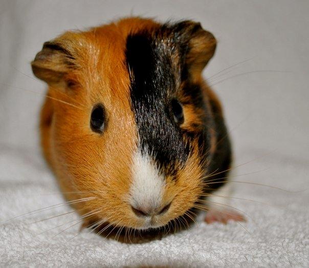 Marsvin Sjoko [Himmelgnaver] billede 4