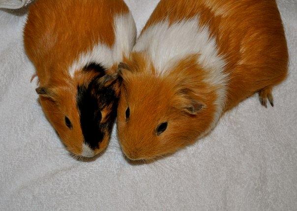 Marsvin Sjoko [Himmelgnaver] billede 5