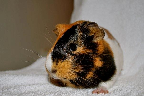 Marsvin Sjoko [Himmelgnaver] billede 6